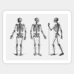 In Motion Skeletal Diagram - Vintage Anatomy Sticker